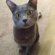 Fred joined the competition — help win amazing prizes! cat, gray_cat, yellow_eyes, curious, pet, indoor, carpet, feline, animal, whiskers, ears, sitting, looking_up, cute, domestic_cat, house_pet, furry, portrait, close_up, soft_lighting