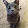 cat, gray_cat, yellow_eyes, curious, pet, indoor, carpet, feline, animal, whiskers, ears, sitting, looking_up, cute, domestic_cat, house_pet, furry, portrait, close_up, soft_lighting