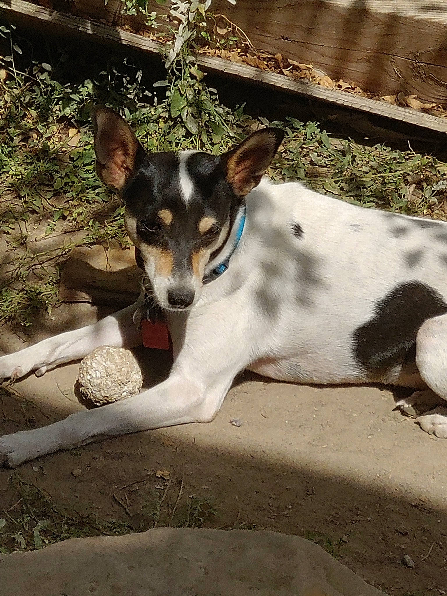 Princess joined the competition — help win amazing prizes! brazilian_terrier, canidae, carnivore, chilean_fox_terrier, dog, dog_breed, feist, fox_terrier, mammal, miniature_fox_terrier, rat_terrier, ratonero_bodeguero_andaluz, smooth_fox_terrier, sporting_group, teddy_roosevelt_terrier, tenterfield_terrier, terrier, toy_fox_terrier, treeing_feist, vertebrate