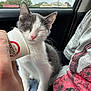 cat, kitten, cup, hand, car_interior, jeans, person, shirt, gray, white, pink_nose, closed_eyes, sitting, window, trees, daylight, relaxing, pet, cute, feline