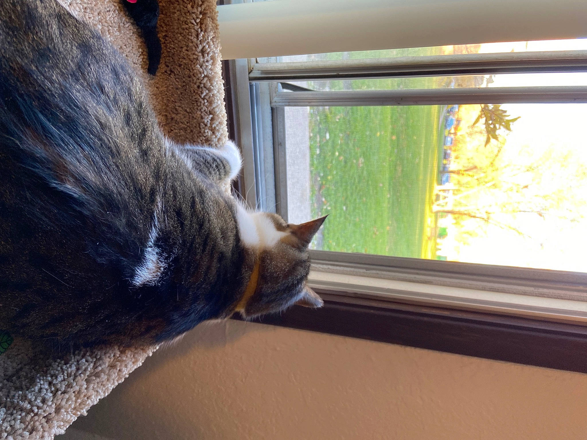 Rascal is registered to the contest to win money with this photo: carnivore, cat, comfort, curtain, fawn, felidae, fur, plant, sash_window, shade, small_to_medium_sized_cats, snout, sunlight, tail, tints_and_shades, tree, whiskers, window, window_treatment, wood