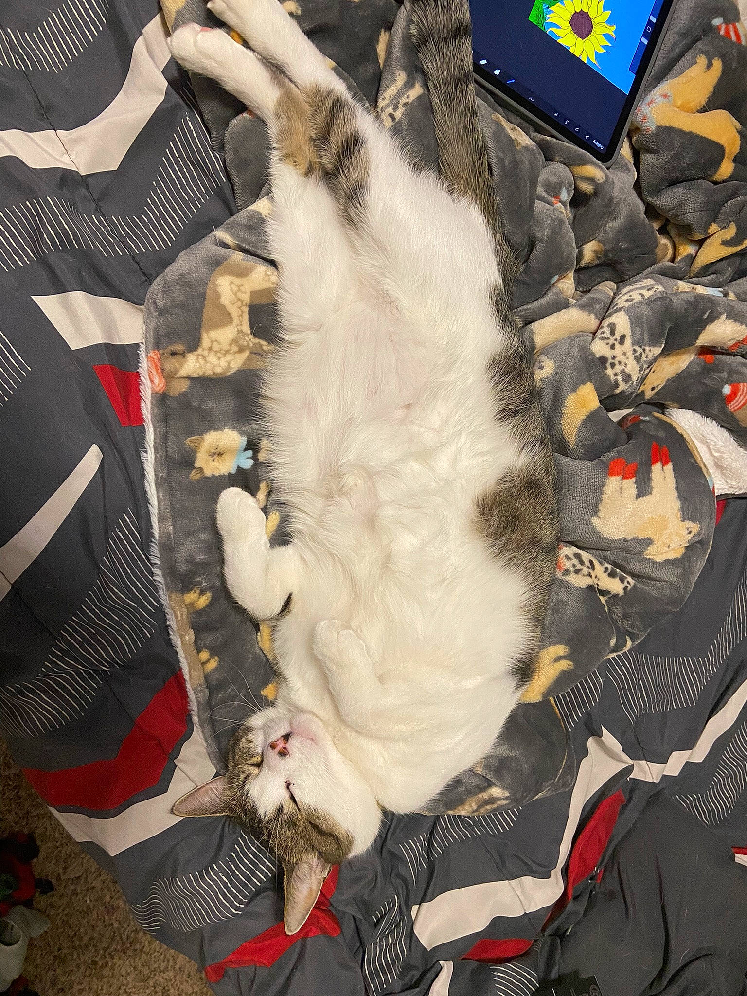 Rascal joined the competition — help win amazing prizes! art, canidae, companion_dog, dog_breed, event, fashion_accessory, fashion_design, feather, felidae, fur, fur_clothing, gesture, pattern, sleeve, small_to_medium_sized_cats, sporting_group, tail, textile, uniform, visual_arts