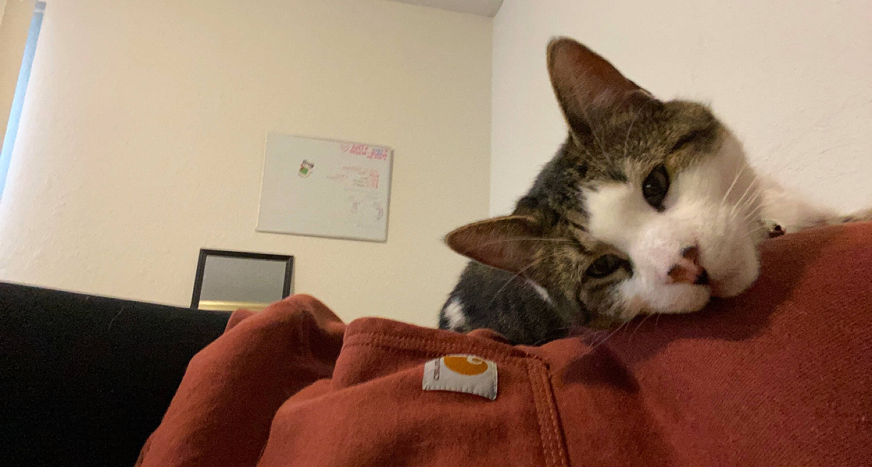 Rascal is registered to the contest to win money with this photo: carnivore, cat, comfort, couch, domestic_short_haired_cat, felidae, fur, gadget, gesture, linens, paw, picture_frame, room, sitting, small_to_medium_sized_cats, snout, tail, whiskers, wrist