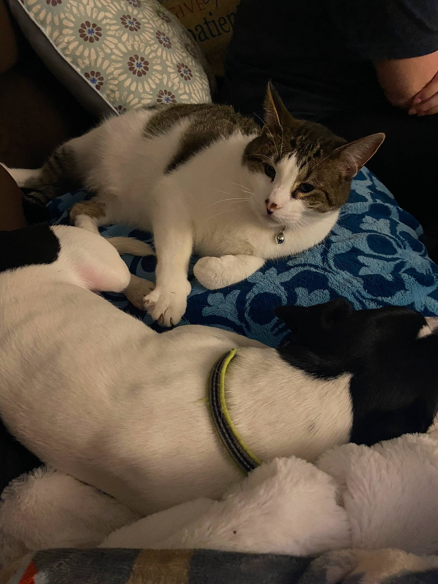 Rascal joined the competition — help win amazing prizes! bedding, carnivore, cat, chest, comfort, domestic_short_haired_cat, fawn, felidae, fur, human_leg, lap, linens, paw, small_to_medium_sized_cats, snout, tail, thigh, trunk, vertebrate, whiskers