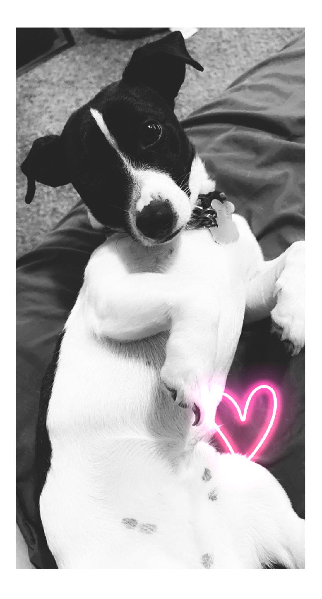 Marshall is registered to the contest to win money with this photo: carnivore, collar, companion_dog, dog, dog_breed, dog_collar, mcnab, monochrome, monochrome_photography, non_sporting_group, pet_supply, photography, snout, sporting_group, stock_photography, style, whiskers, white, working_animal, working_dog