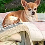 animal, calm, chair, chihuahua, cushion, cute, daylight, dog, ears, fur, garden, grass, leaf, nature, outdoor, pet, relaxing, resting, small_dog, sunlight