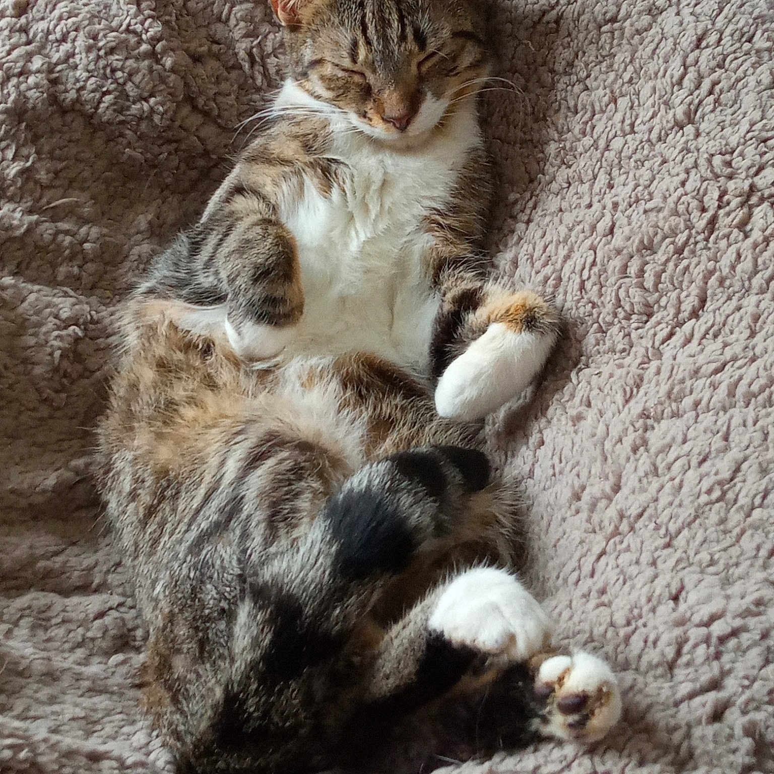 Sokette