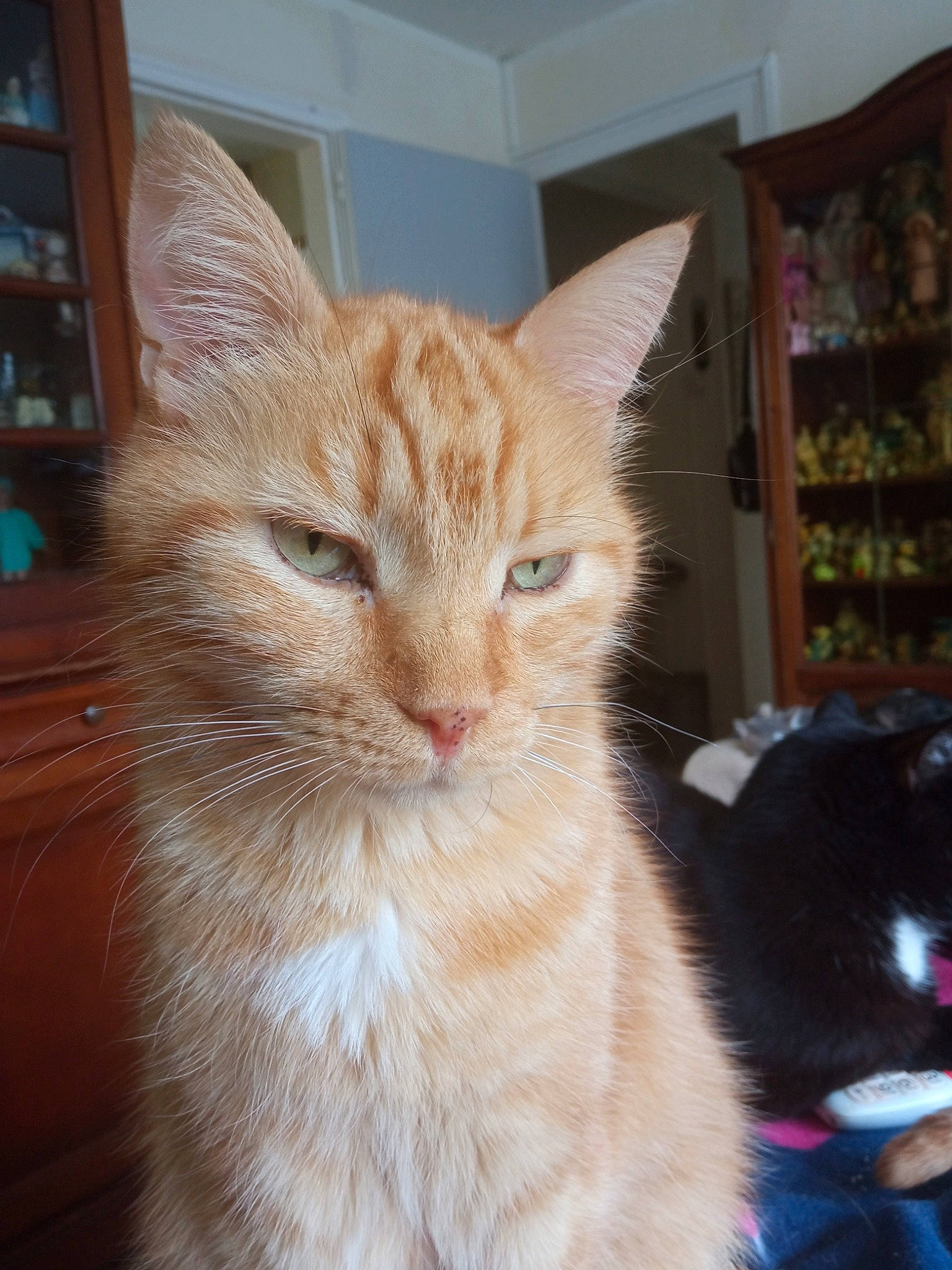 Charlie a rejoint le concours — aidez-le/la à gagner de superbes lots ! carnivore, cat, claw, domestic_short_haired_cat, fawn, felidae, fur, paw, shelf, small_to_medium_sized_cats, snout, tail, whiskers, window, wood