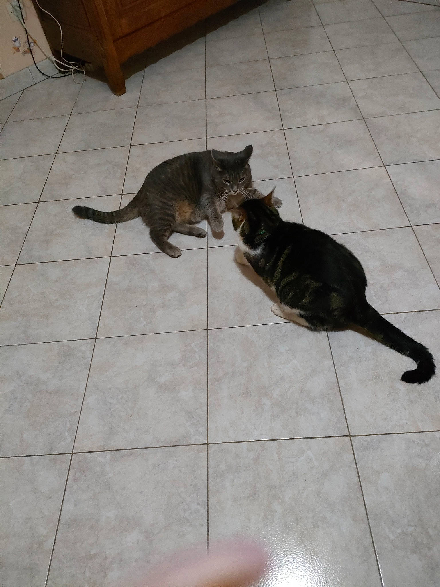 Moglwi a rejoint le concours — aidez-le/la à gagner de superbes lots ! canidae, carnivore, cat, claw, dog_breed, domestic_short_haired_cat, fawn, felidae, floor, flooring, fur, hardwood, paw, small_to_medium_sized_cats, snout, tail, terrestrial_animal, tile, whiskers, wood