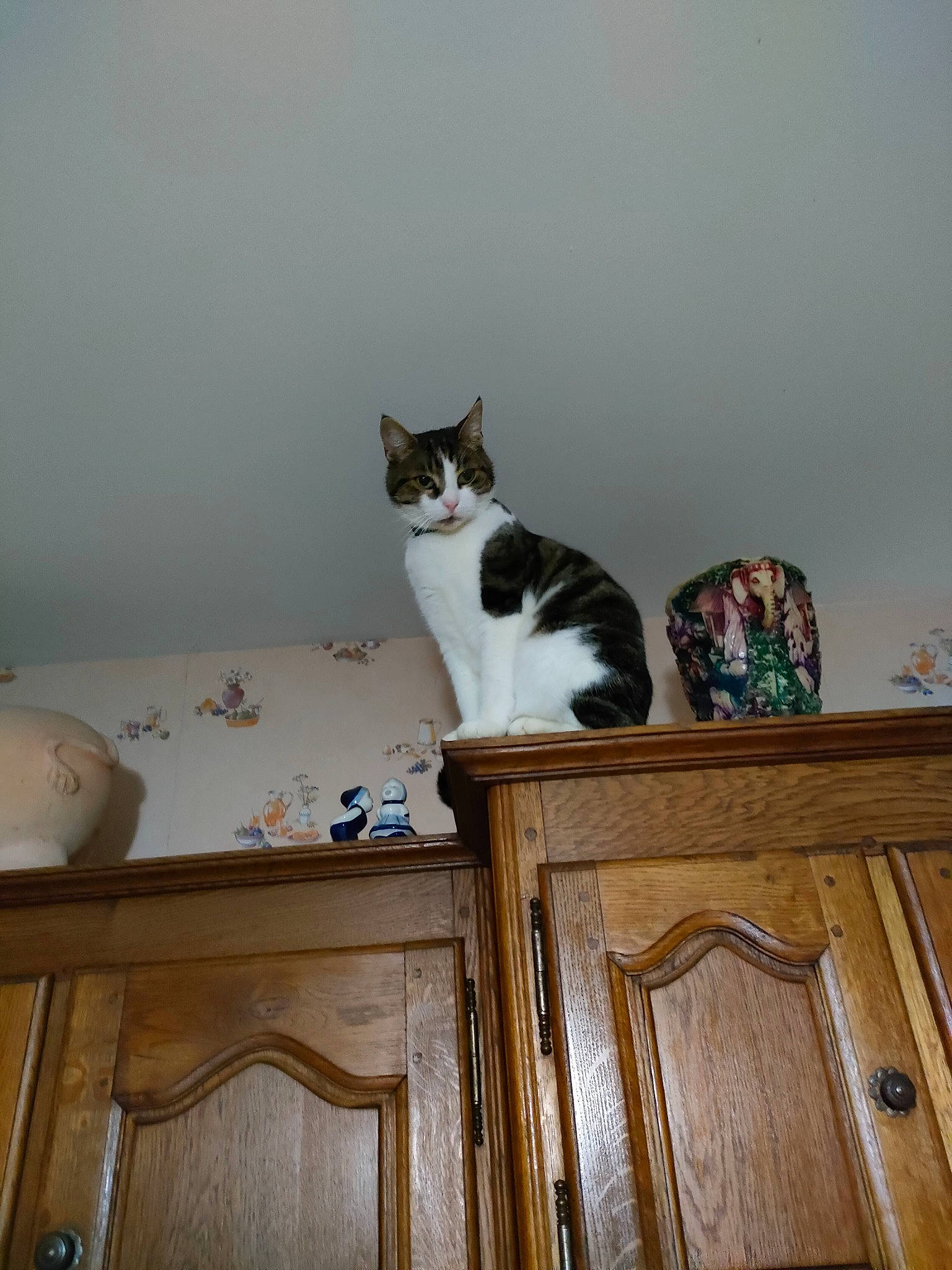 Moglwi a rejoint le concours — aidez-le/la à gagner de superbes lots ! cabinetry, carnivore, cat, comfort, domestic_short_haired_cat, felidae, flooring, fur, grey, hardwood, home_door, pedestal, plywood, room, small_to_medium_sized_cats, tail, varnish, whiskers, wood, wood_stain