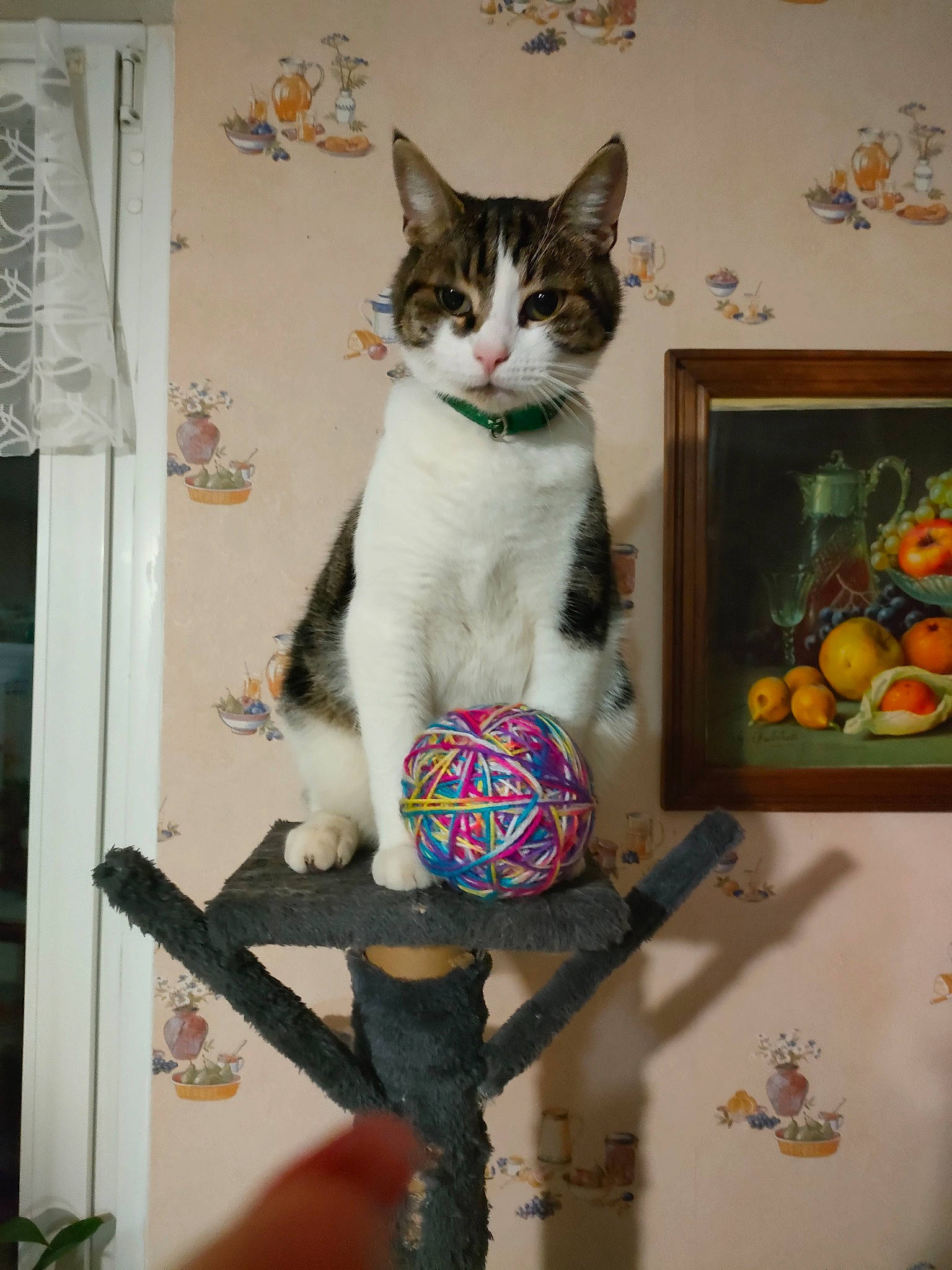 Moglwi participe au concours pour gagner de l'argent avec cette photo : art, carnivore, cat, cat_furniture, cat_supply, domestic_short_haired_cat, felidae, fruit, fur, pattern, pet_supply, picture_frame, plant, room, shelf, shelving, small_to_medium_sized_cats, stuffed_toy, tail, whiskers