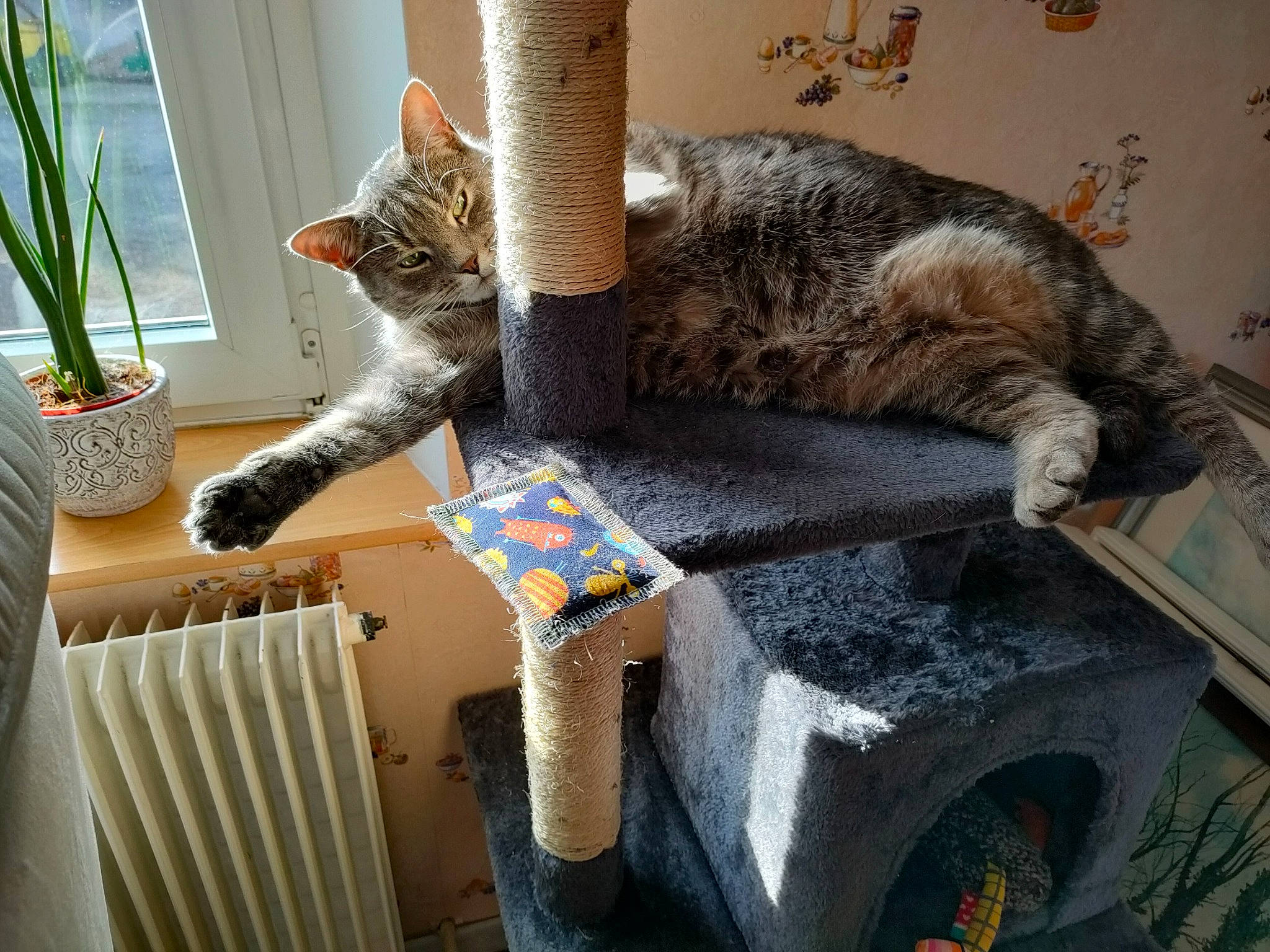 Luna participe au concours pour gagner de l'argent avec cette photo : art, carnivore, cat, cat_supply, comfort, domestic_short_haired_cat, felidae, flowerpot, fur, houseplant, mammal, pet_supply, plant, room, small_to_medium_sized_cats, tail, vertebrate, whiskers, window, wood