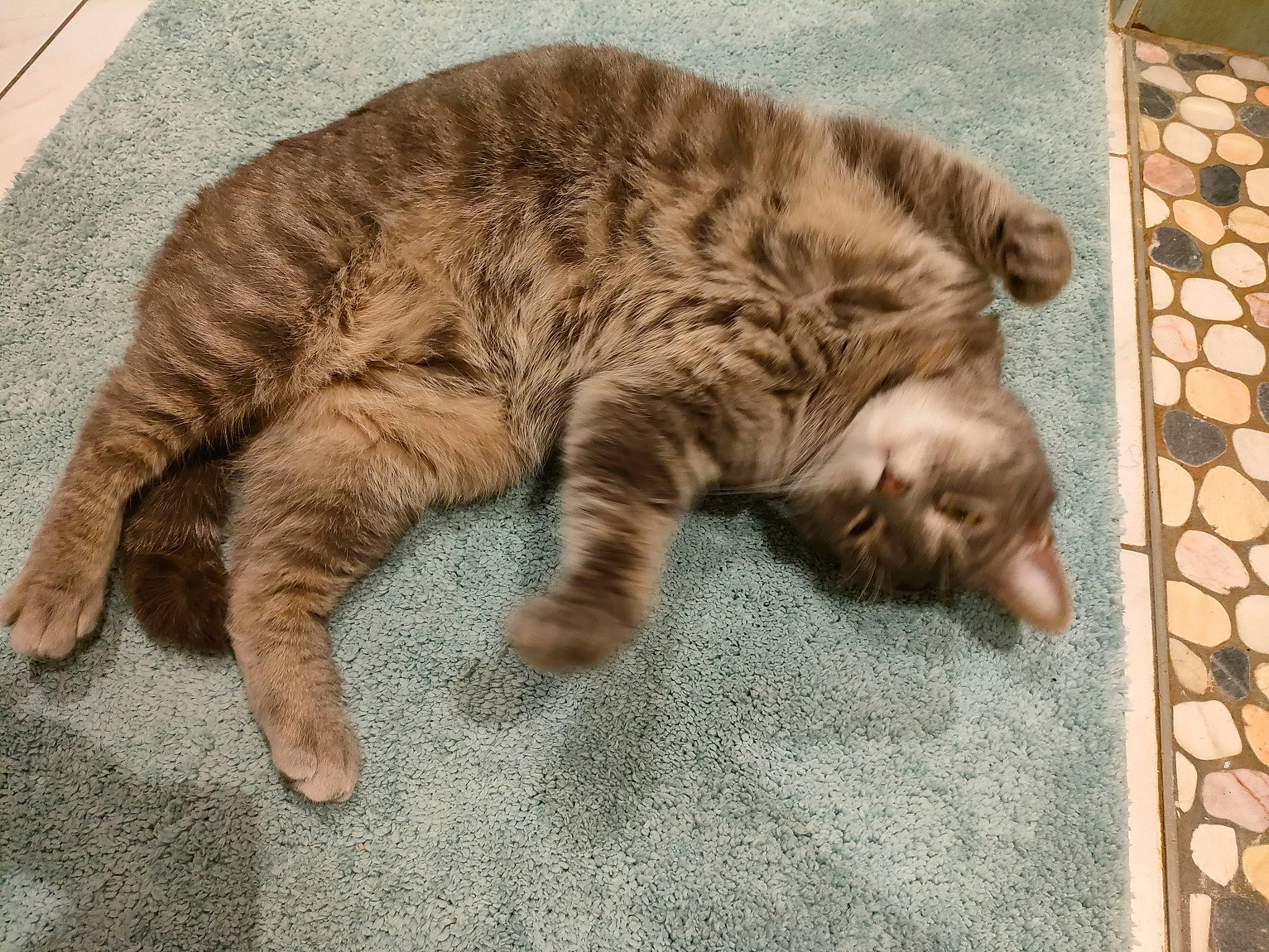 Luna a rejoint le concours — aidez-le/la à gagner de superbes lots ! brick, carnivore, cat, claw, comfort, domestic_short_haired_cat, fawn, felidae, flooring, fur, nap, paw, road_surface, sleep, small_to_medium_sized_cats, snout, tail, terrestrial_animal, whiskers