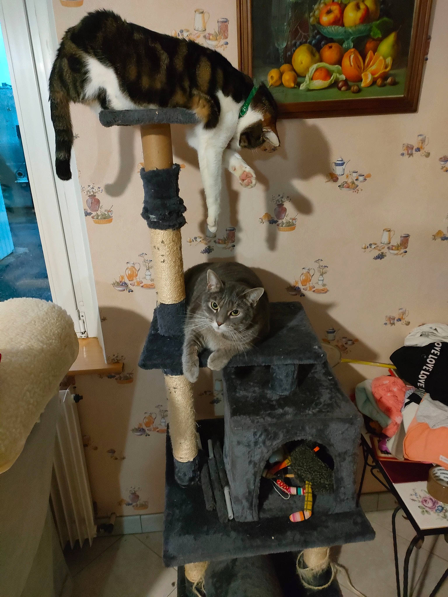 Luna a rejoint le concours — aidez-le/la à gagner de superbes lots ! carnivore, cat, cat_supply, chair, collection, domestic_short_haired_cat, felidae, fur, pet_supply, room, shelf, shelving, small_to_medium_sized_cats, snapshot, tail, visual_arts, whiskers