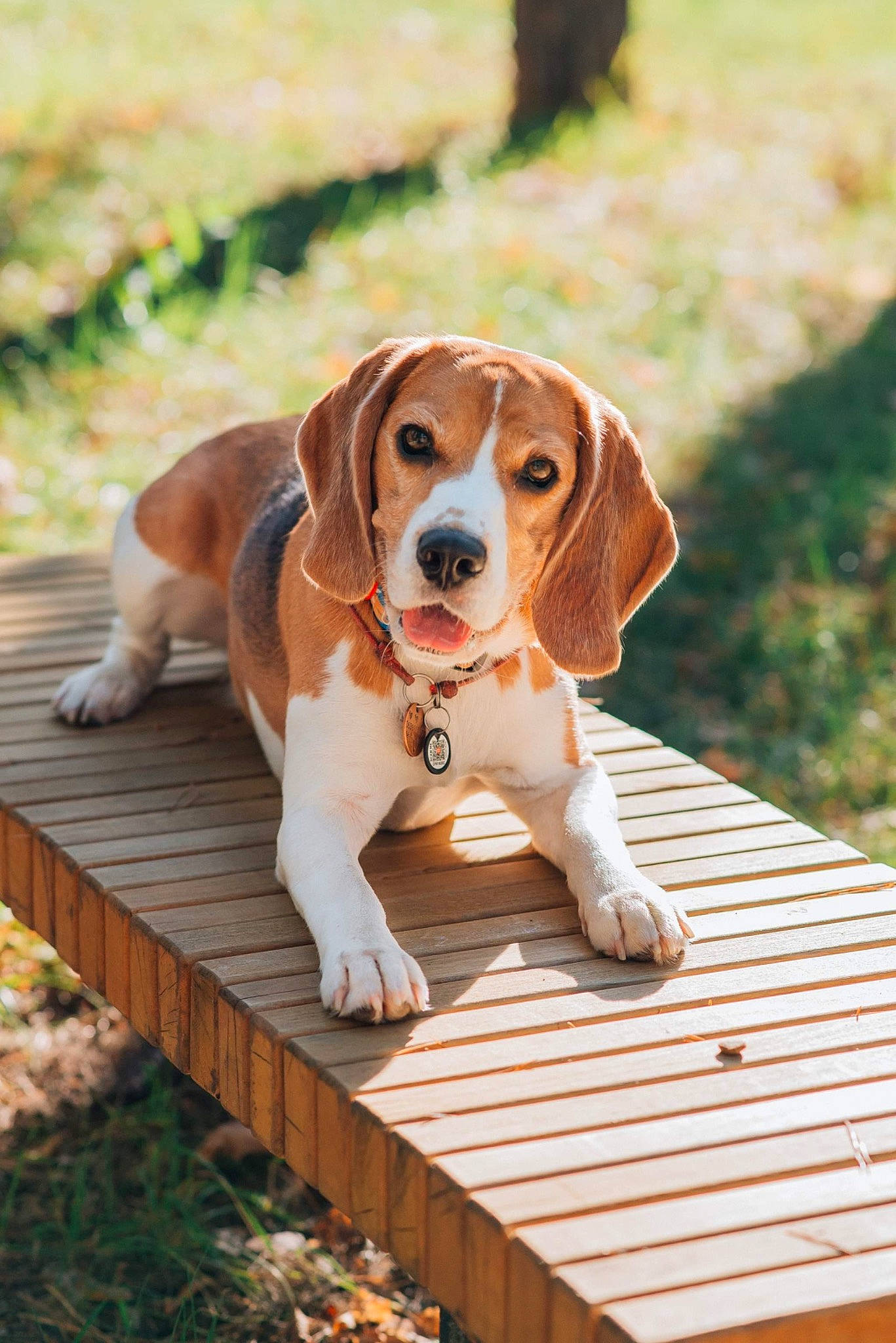Berry joined the competition — help win amazing prizes! canidae, carnivore, collar, companion_dog, dog, dog_breed, fawn, grass, hound, liver, plant, puppy, scent_hound, sitting, snout, sporting_group, terrestrial_animal, toy, wood, working_animal