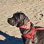Alya participe au concours pour gagner de l'argent avec cette photo : animal, beach, canine, collar, daytime, dog, ears, fur, leash, muzzle, nature, outdoor, pet, portrait, red_bandana, red_harness, sand, shadow, side_view, sunlight