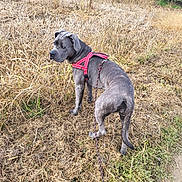 Alya a rejoint le concours — aidez-le/la à gagner de superbes lots ! animal, canine, curious, daylight, dog, dry_grass, earth_tones, field, grass, gray_dog, harness, landscape, leash, nature, outdoor, pet, rural, side_view, standing, walking