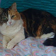 Callie is registered to the contest to win money with this photo: animal, bed, blanket, calico, cat, cozy, cute, domestic_animal, ears, feline, fur, green_eyes, indoor, lying_down, pet, rainbow_pattern, resting, soft, tail, whiskers