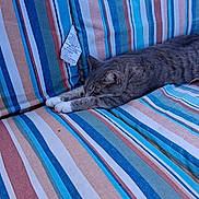 Tripper is registered to the contest to win money with this photo: cat, gray_tabby, stretching, striped_cushion, outdoor, furniture, relaxing, pet, animal, fabric_tag, colorful, pattern, soft, cozy, resting, whiskers, paws, comfort, daylight, closeup