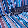 cat, gray_tabby, stretching, striped_cushion, outdoor, furniture, relaxing, pet, animal, fabric_tag, colorful, pattern, soft, cozy, resting, whiskers, paws, comfort, daylight, closeup