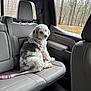 Maggie is registered to the contest to win money with this photo: animal, back_seat, calm, car_interior, dog, domestic_animal, forest, fur, gray_and_white, indoor, leash, leather_seat, pet, rain_drops, resting, seat, side_window, transportation, vehicle, window