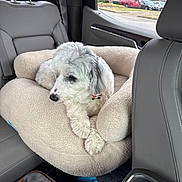 Maggie is registered to the contest to win money with this photo: animal, calm, car_door, car_interior, cloudy_weather, collar, crossed_paws, dog, fabric_bag, gray_fur, indoors, leather_seat, parking_lot, pet_bed, relaxed, seat, seatbelt, trees, white_dog, window