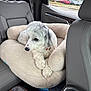 animal, calm, car_door, car_interior, cloudy_weather, collar, crossed_paws, dog, fabric_bag, gray_fur, indoors, leather_seat, parking_lot, pet_bed, relaxed, seat, seatbelt, trees, white_dog, window