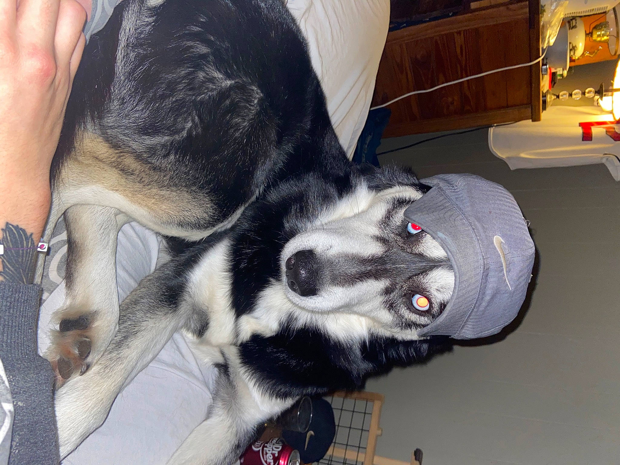 Bernie Kosar joined the competition — help win amazing prizes! canidae, carnivore, claw, comfort, companion_dog, dog_breed, domestic_short_haired_cat, ear, felidae, foot, fur, houseplant, lap, nail, paw, small_to_medium_sized_cats, snapshot, sporting_group, tail, whiskers