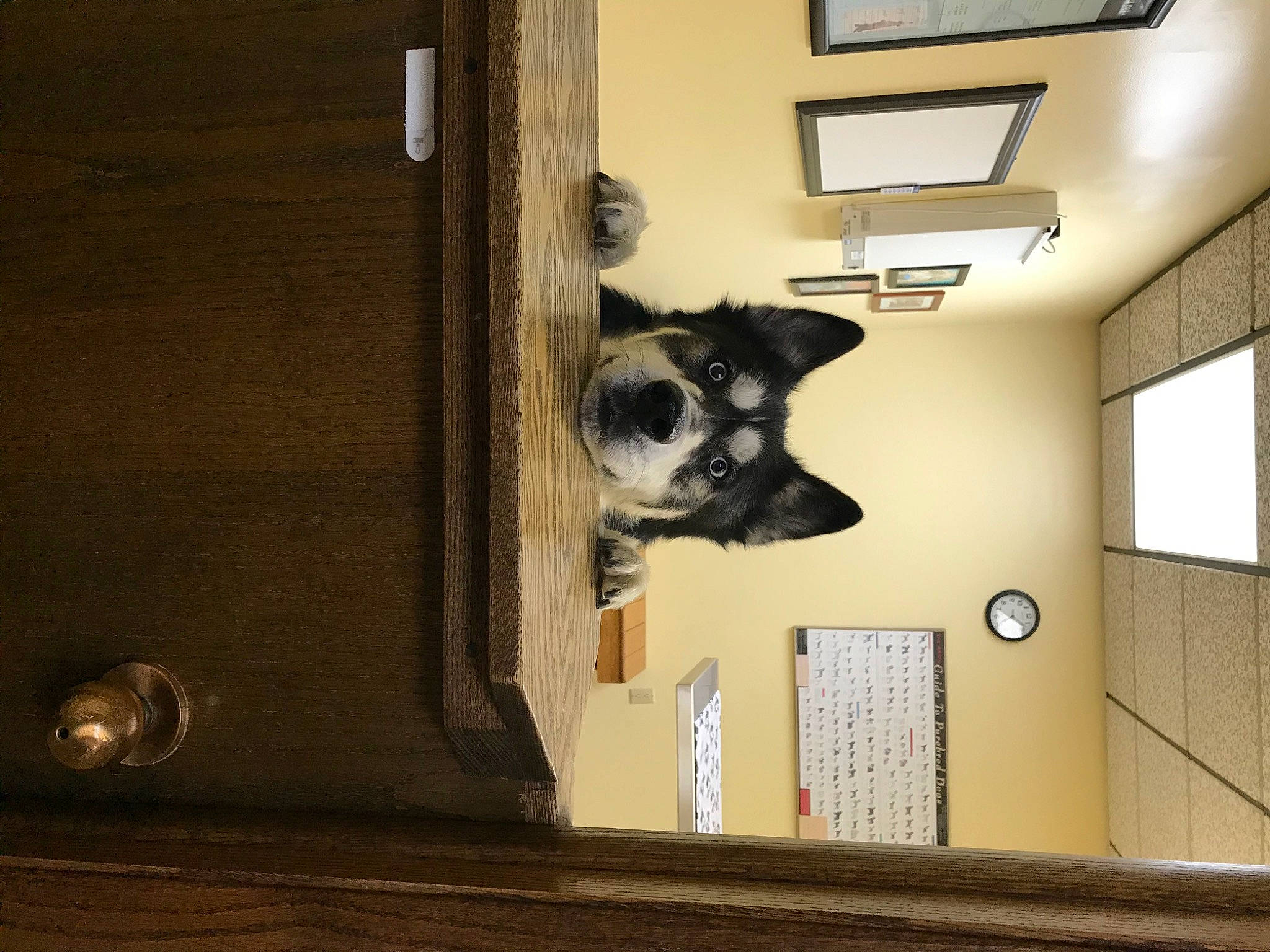 Bernie Kosar is registered to the contest to win money with this photo: carnivore, ceiling, companion_dog, dog, dog_breed, door, fawn, felidae, fixture, flooring, fur, hardwood, home_door, house, room, sporting_group, tail, whiskers, window, wood