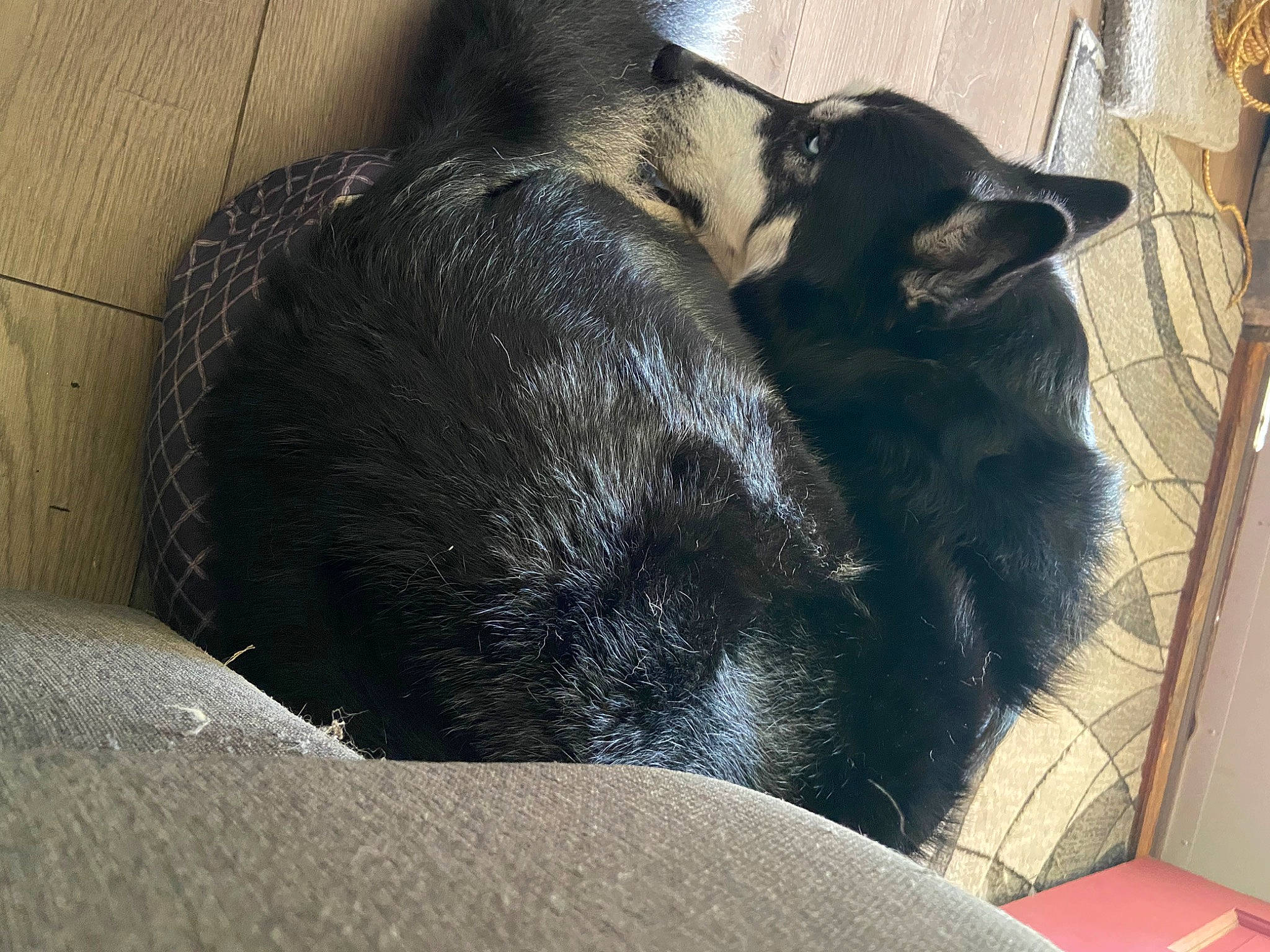 Bernie Kosar joined the competition — help win amazing prizes! black_cat, carnivore, claw, comfort, companion_dog, dog, dog_breed, domestic_short_haired_cat, ear, felidae, fur, guard_dog, nap, paw, sleep, small_to_medium_sized_cats, sporting_group, tail, terrestrial_animal, whiskers