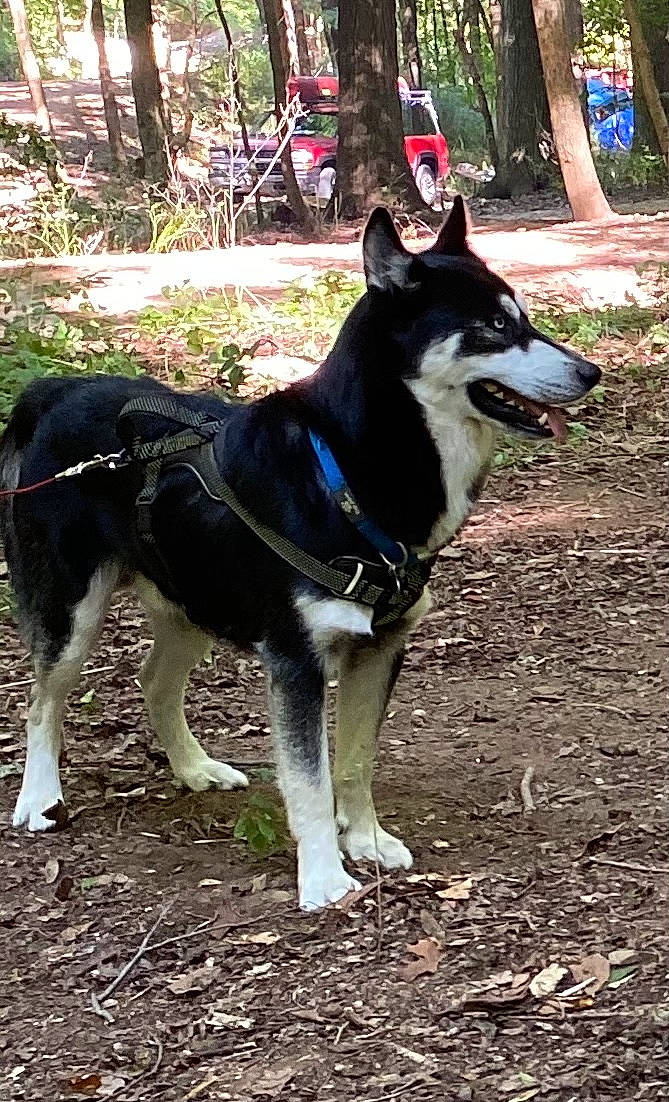 Bernie Kosar joined the competition — help win amazing prizes! ancient_dog_breeds, canidae, carnivore, collar, companion_dog, dog, dog_breed, dog_supply, fashion_accessory, herding_dog, leash, pet_supply, plant, sled_dog, sporting_group, tail, terrestrial_animal, tree, working_animal, working_dog