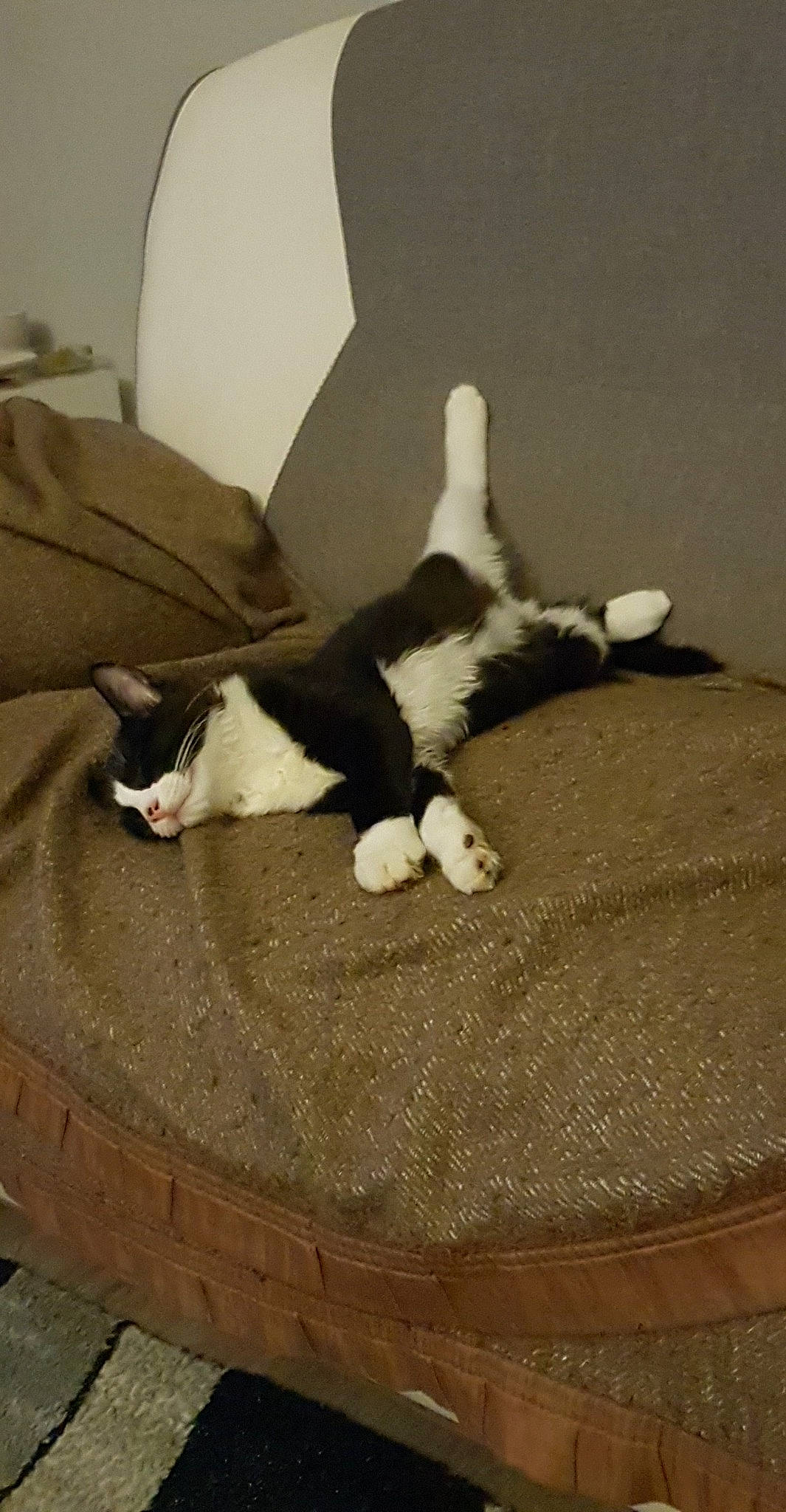 Pumba participe au concours pour gagner de l'argent avec cette photo : canidae, carnivore, cat, felidae, fur, furniture, paw, room, small_to_medium_sized_cats, tail, whiskers