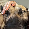 Gunner is registered to the contest to win money with this photo: dog, close_up, face, sleeping, hand, pet, animal, relaxed, domestic_animal, snout, fur, indoor, resting, canine, cute, companion, friendship, calm, comfort, cozy