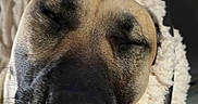 Gunner is registered to the contest to win money with this photo: dog, sleeping, close_up, pet_bed, cozy, fluffy, relaxed, portrait, animal, snout, fur, ears, indoors, resting, cute, comfort, nap, sleep, face, lying_down