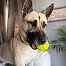 Gunner is registered to the contest to win money with this photo: dog, ball, indoor, pet, canine, ears, mouth, toy, couch, plant, blurred_background, fur, brown, tan, closeup, portrait, animal, domestic, playful, alert