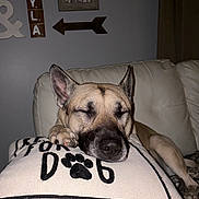 Gunner joined the competition — help win amazing prizes! dog, sleeping, pillow, paw_print, sofa, couch, indoor, relaxed, pet, canine, resting, fur, ears, nose, animal, home, decor, wall_art, blanket, comfort