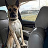 animal, calm, canine, car, collar, daytime, dog, grass, interior, leather_seat, nature, outdoor_view, pet, portrait, road, seatbelt, sitting, tree, vehicle, window