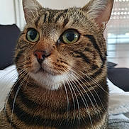 Symba participe au concours pour gagner de l'argent avec cette photo : cat, tabby, animal, pet, close_up, whiskers, fur, green_eyes, indoor, domestic_cat, mammal, cute, feline, portrait, face, ears, nose, natural_light, sitting, calm