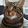 cat, tabby, animal, pet, close_up, whiskers, fur, green_eyes, indoor, domestic_cat, mammal, cute, feline, portrait, face, ears, nose, natural_light, sitting, calm