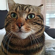 Symba participe au concours pour gagner de l'argent avec cette photo : animal, calm, cat, close_up, cute, domestic_animal, face, feline, fur, green_eyes, indoor, looking_away, mammal, pet, portrait, sitting, soft_light, striped, tabby, whiskers