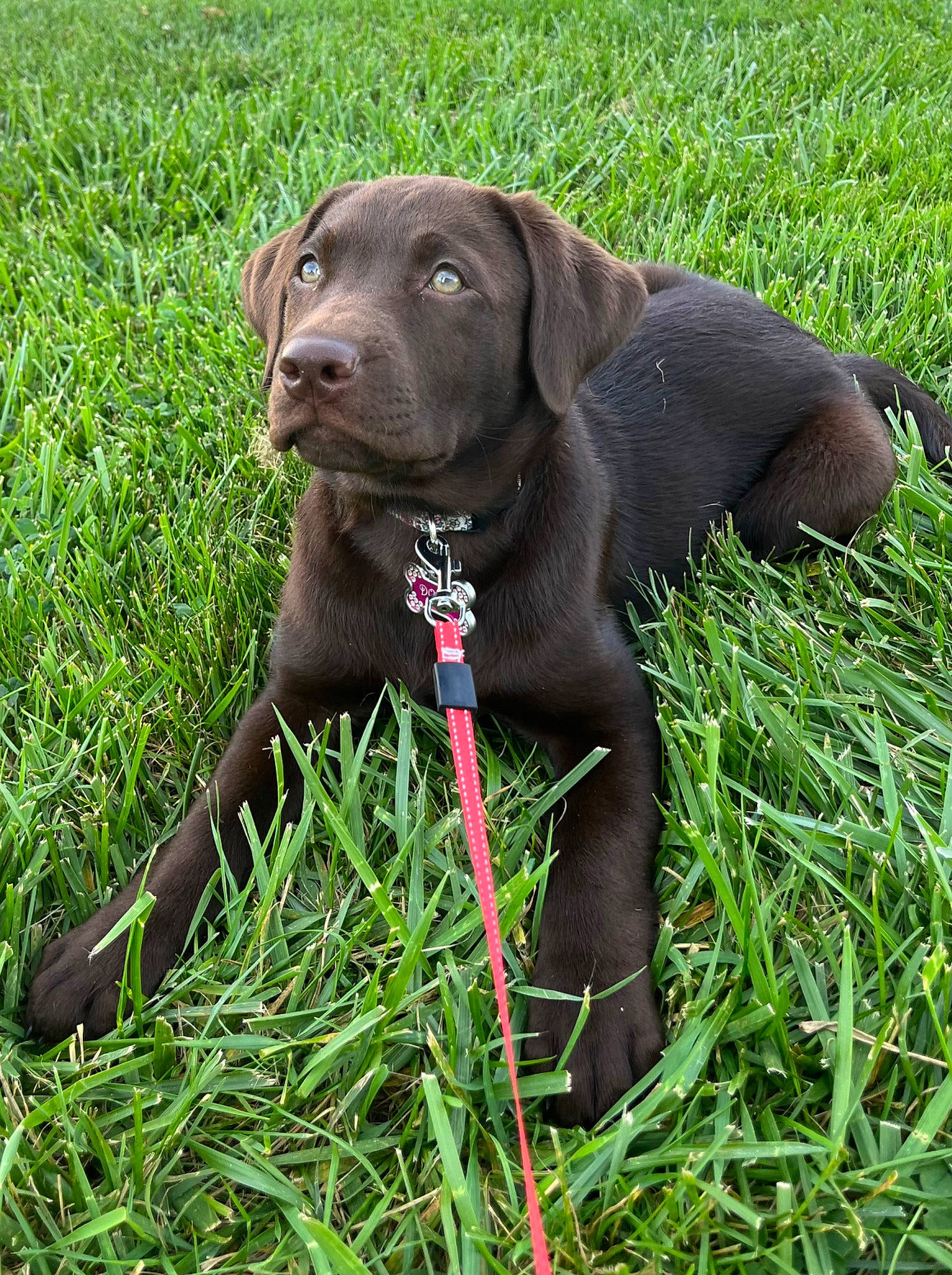 Dolly joined the competition — help win amazing prizes! borador, canidae, carnivore, collar, companion_dog, dog, dog_breed, dog_collar, fawn, grass, groundcover, gun_dog, hierochloe, liver, plant, pointing_breed, snout, sporting_group, terrestrial_animal, working_animal