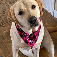 Cece Bloom is registered to the contest to win money with this photo: dog, labrador, bandana, pink, indoor, floor, wooden_floor, pet, canine, cute, animal, portrait, looking_up, sitting, head_tilt, domestic, furry, ears, snout, companion
