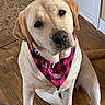 dog, labrador, bandana, pink, indoor, floor, wooden_floor, pet, canine, cute, animal, portrait, looking_up, sitting, head_tilt, domestic, furry, ears, snout, companion