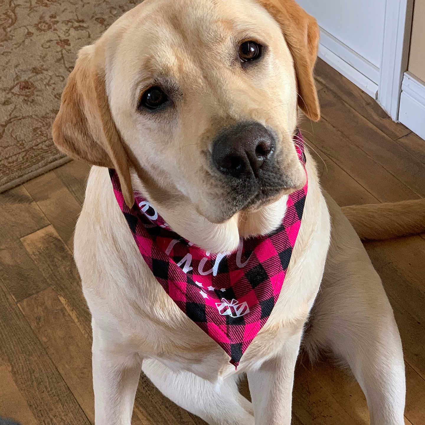 Cece Bloom is registered to the contest to win money with this photo: dog, labrador, bandana, pink, indoor, floor, wooden_floor, pet, canine, cute, animal, portrait, looking_up, sitting, head_tilt, domestic, furry, ears, snout, companion