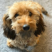 Joy joined the competition — help win amazing prizes! dog, pet, fur, curly_fur, brown_dog, carpet, indoor, closeup, portrait, canine, animal, cute, fluffy, companion, domestic_animal, nose, ears, looking, sitting, small_dog