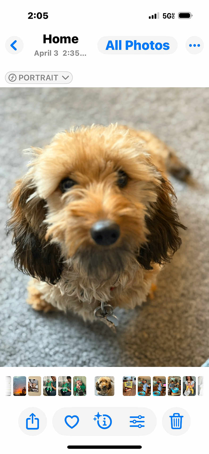 Joy joined the competition — help win amazing prizes! dog, pet, fur, curly_fur, brown_dog, carpet, indoor, closeup, portrait, canine, animal, cute, fluffy, companion, domestic_animal, nose, ears, looking, sitting, small_dog