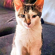 Gemini is registered to the contest to win money with this photo: alert, animal, attention, cat, close_up, colorful_background, curious, cute, domestic, ears, feline, fur, indoor, mammal, pet, portrait, sitting, soft_light, whiskers, young