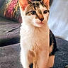 Gemini is registered to the contest to win money with this photo: alert, animal, cat, closeup, couch, cute, domestic_cat, ears, feline, furniture, game_controller, home, indoor, pet, pillow, red_controller, sitting, tabby, whiskers, white_fur