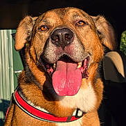 Buddie joined the competition — help win amazing prizes! dog, canine, pet, tongue_out, red_harness, close_up, portrait, sunlight, car_interior, happy, smiling, brown_fur, white_chest, ears, nose, mouth, teeth, animal, domestic, companion