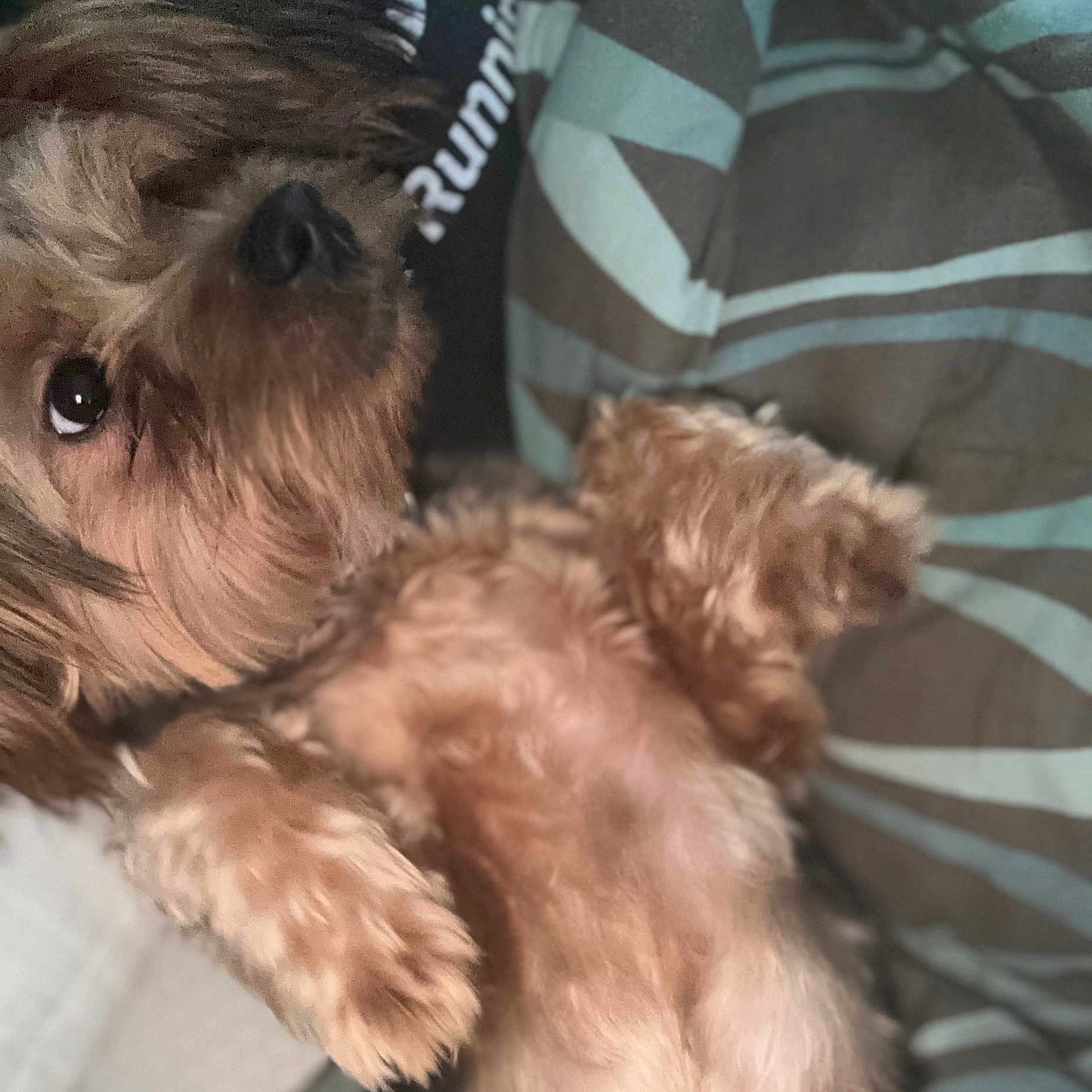 Silas is registered to the contest to win money with this photo: animal, bed, brown, closeup, comfort, cozy, cushion, cute, dog, face, fluffy, fur, indoor, lying_down, nostrils, paw, pet, relaxed, striped, whiskers